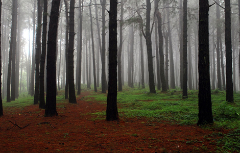 Pine Forest Kuttikkanam